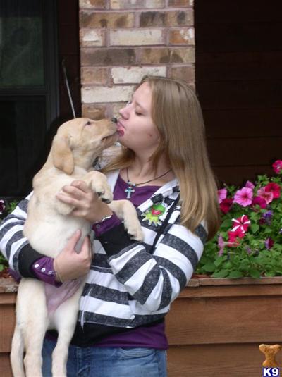 Puppies in WI