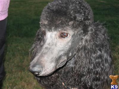 Dogs - Poodle