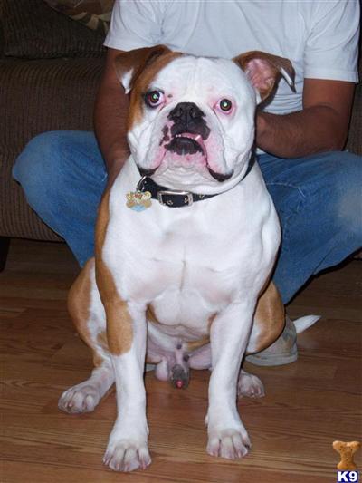 Stud Dogs in CA