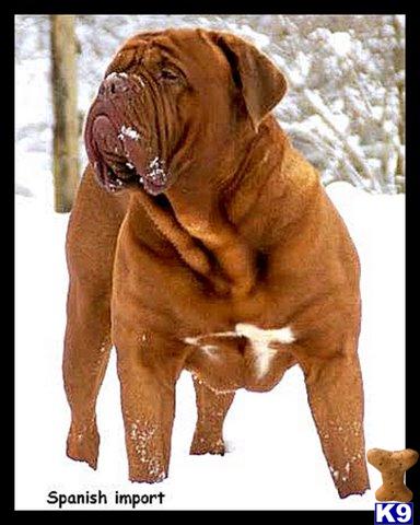 Dogue De Bordeaux Puppies