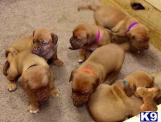 Dogue De Bordeaux Puppies