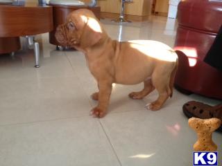 Dogue De Bordeaux Puppies