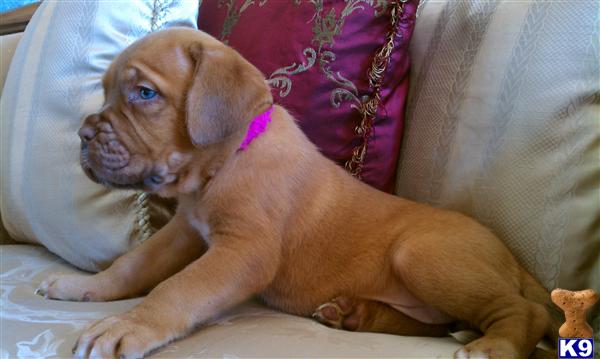 Dogue De Bordeaux Puppies
