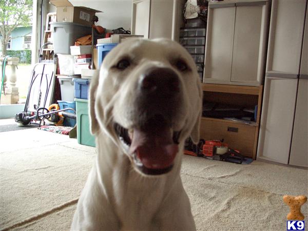 Stud Dogs - Labrador Retriever