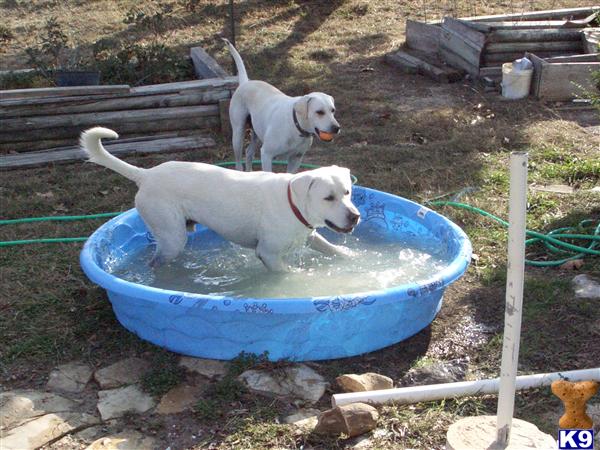 Stud Dogs - Labrador Retriever