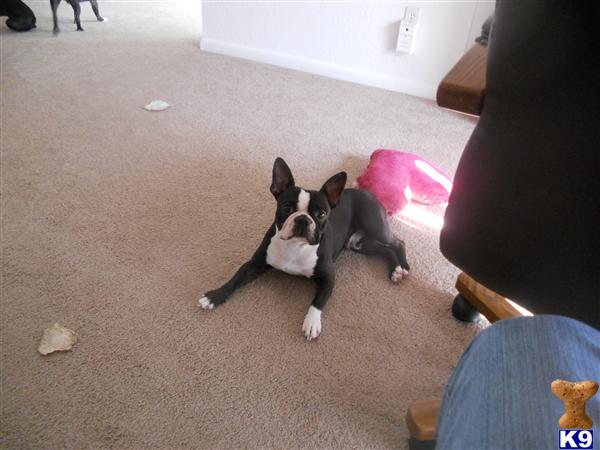 Stud Dogs - Boston Terrier