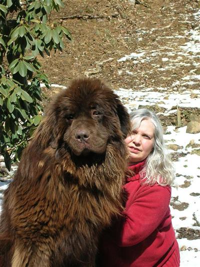 newfoundland puppies for sale in va document moved newfoundland puppies for sale in va document moved