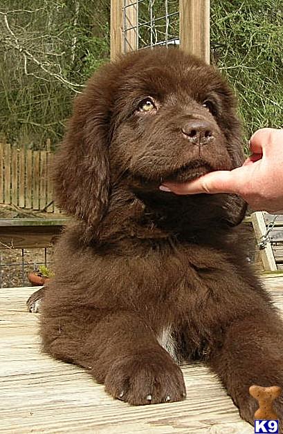 newfoundland puppies virginia document moved newfoundland puppies virginia document moved