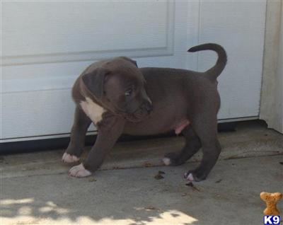 American Pit Bull Puppies for Sale
