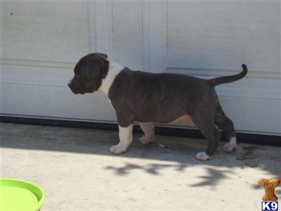 American Pit Bull Puppies for Sale