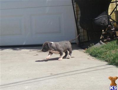 American Pit Bull Puppies for Sale