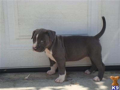 American Pit Bull Puppies for Sale