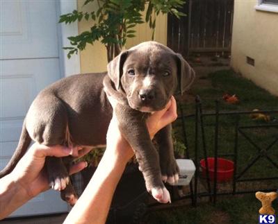 American Pit Bull Puppies for Sale