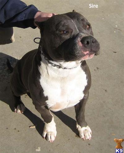 American Pit Bull Puppies for Sale