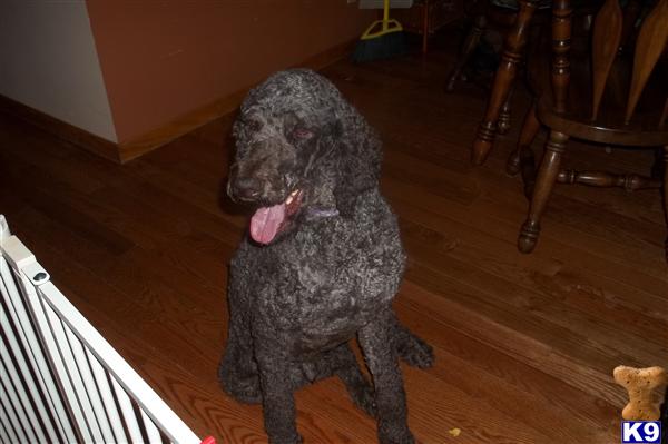 Stud Dogs in PA
