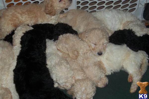 labradoodles puppies for sale. Labradoodle Puppies in PA