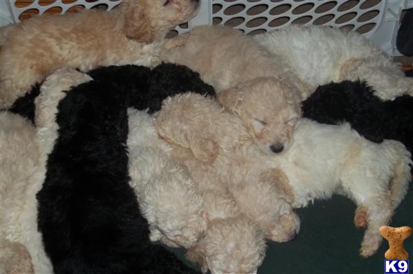 Labradoodle Puppies in PA labradoodle puppies for sale. Labradoodle Puppies in PA
