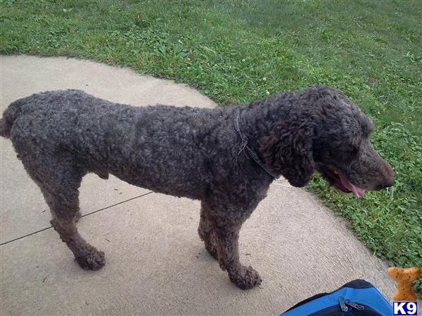 Stud Dogs - Poodle