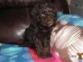 Goldendoodles