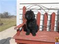 Goldendoodles