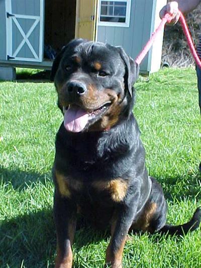 Stud Dogs - Rottweiler