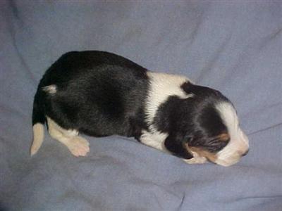 Puppies in KY