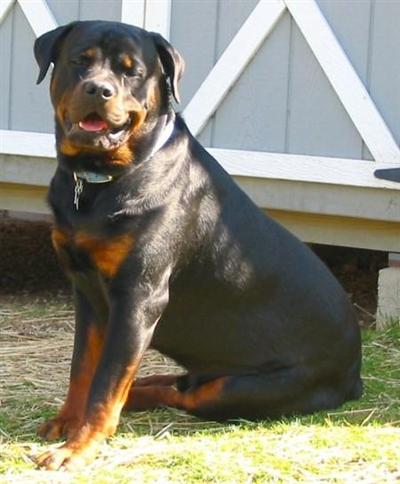 Dogs - Rottweiler
