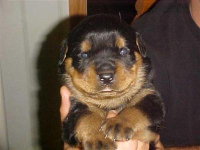 Puppies in KY
