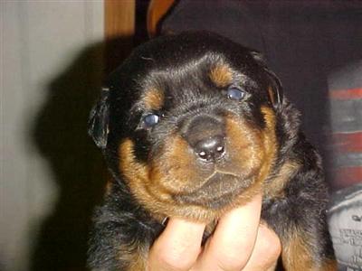 Puppies in KY