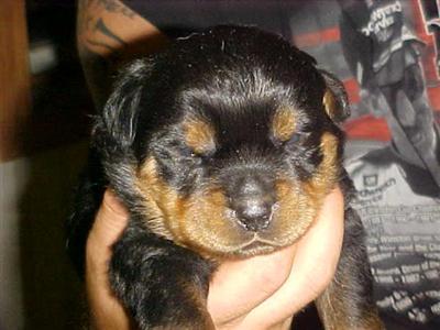 Puppies in KY