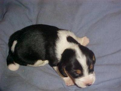 Puppies in KY