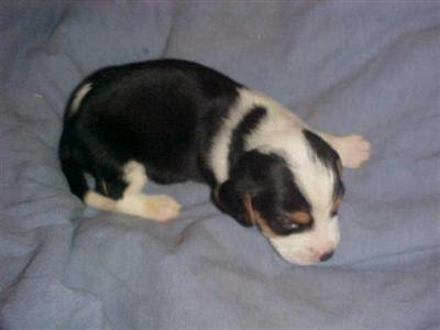 Puppies in KY