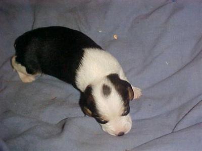 Puppies in KY