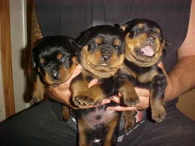 Puppies in KY