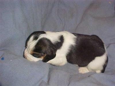 Puppies in KY