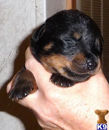 Rottweiler Puppies for Sale
