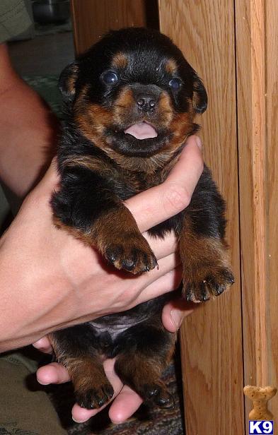 Rottweiler Puppies for Sale