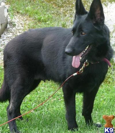 Dogs for Sale in KY