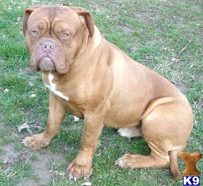 Dogs for Sale