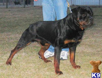 Rottweiler Puppies