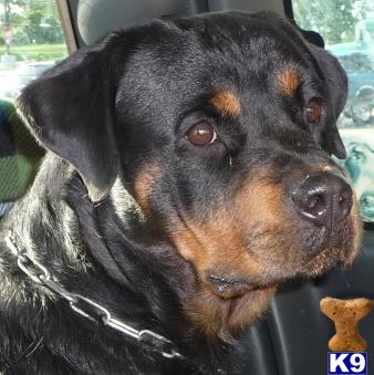 Rottweiler Puppies
