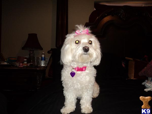 Female Dogs