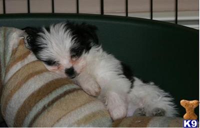 Puppies in RI
