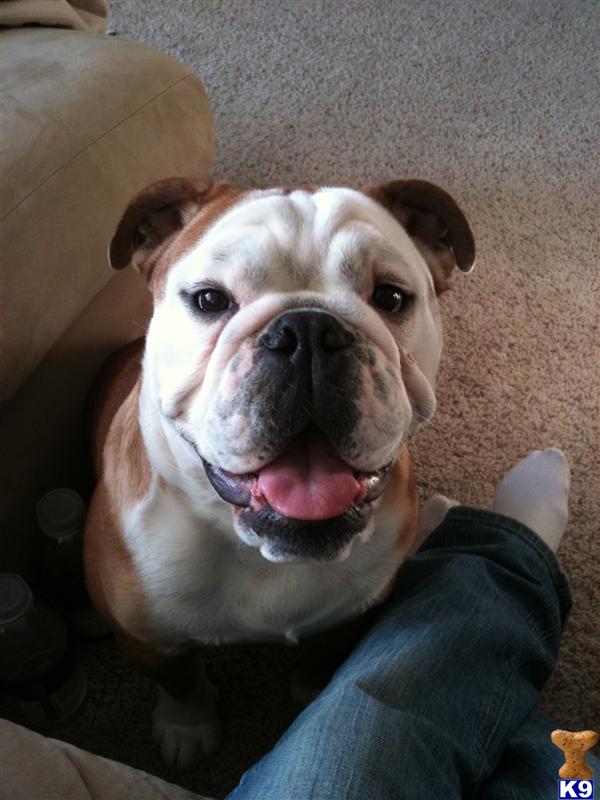 Stud Dogs - English Bulldog