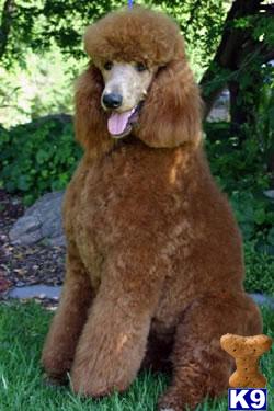 Stud Dogs - Poodle
