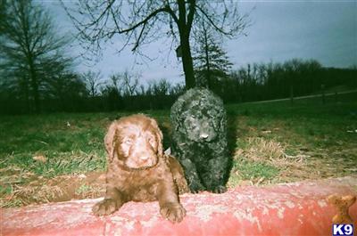 Puppies for Sale