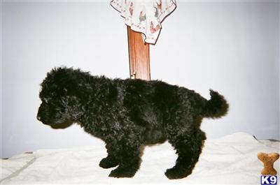 Puppies for Sale