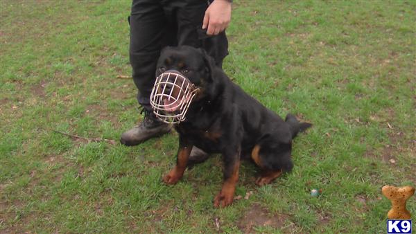 Dogs for Sale in FL