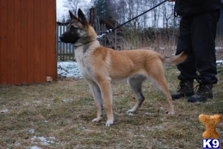 Dogs - Belgian Malinois