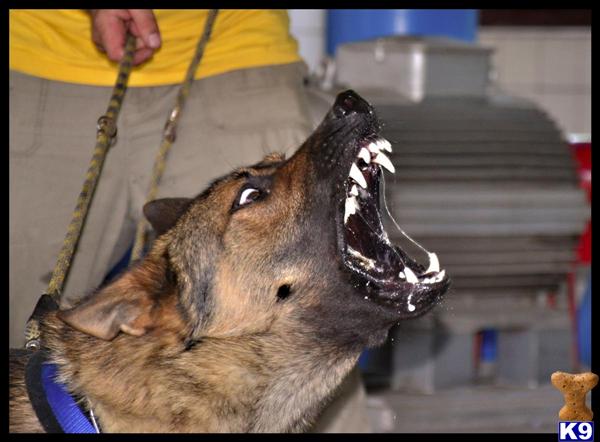 Dogs for Sale in FL